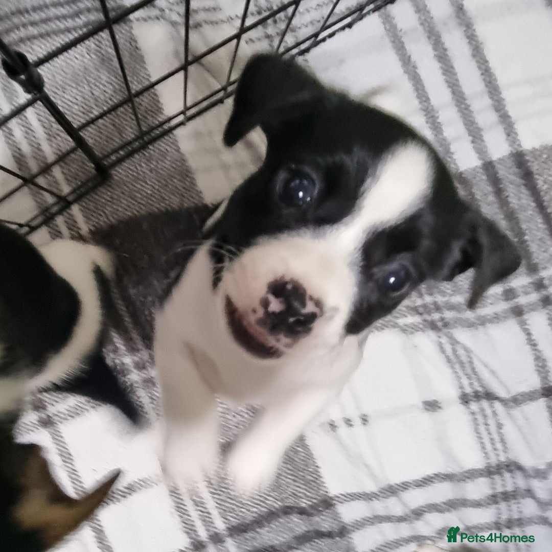 Jack Russell dogs for sale: Jack Russell Pups (ready 24th July) - Image 25