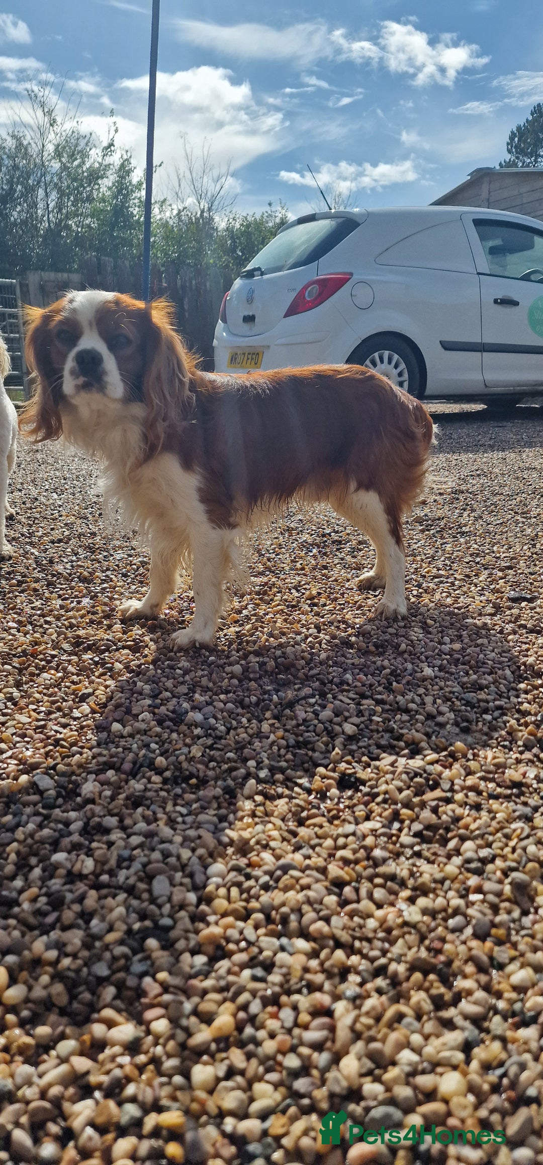 Cavalier King Charles Spaniel dogs for stud: Blenheim Cavalier King Charles Stud in Warwick - Advert 8