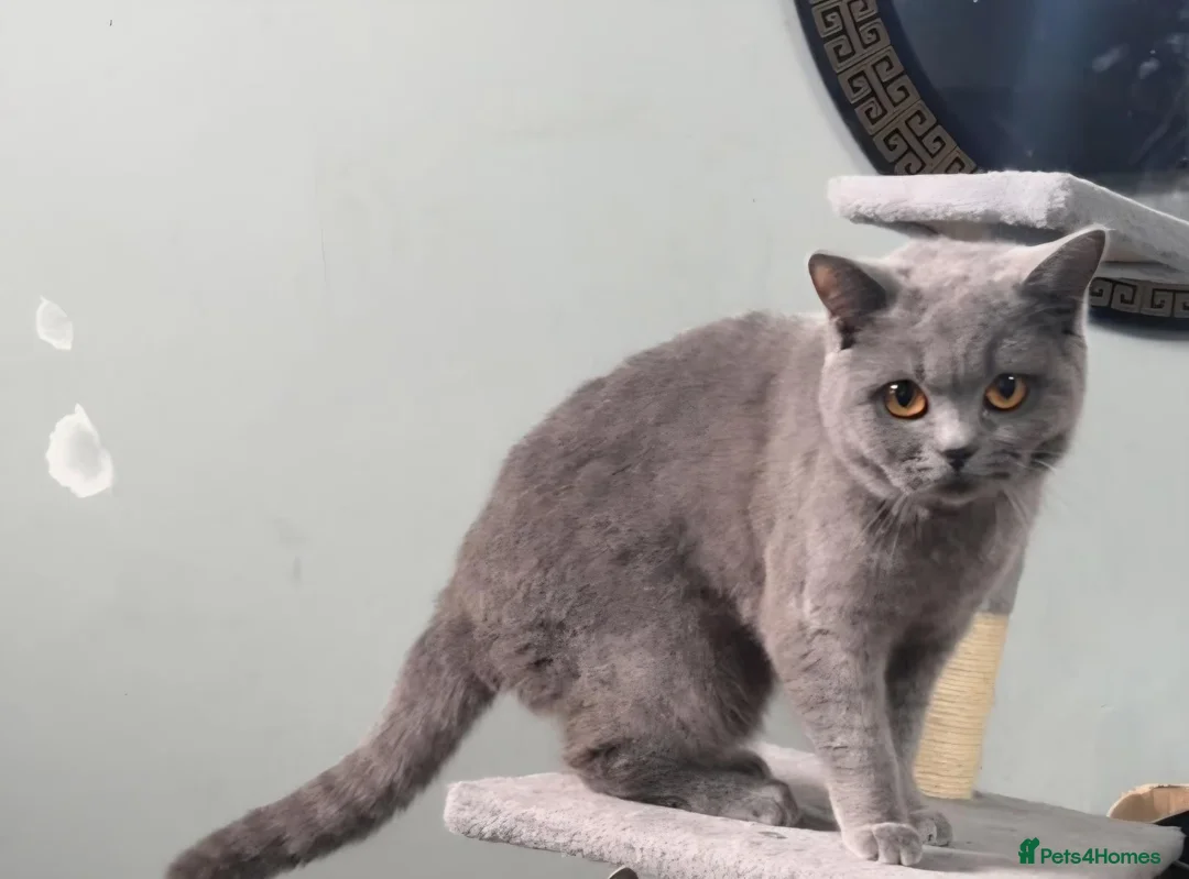 British Shorthair cats for sale: 1 year old British shorthair for sale  - Advert 4