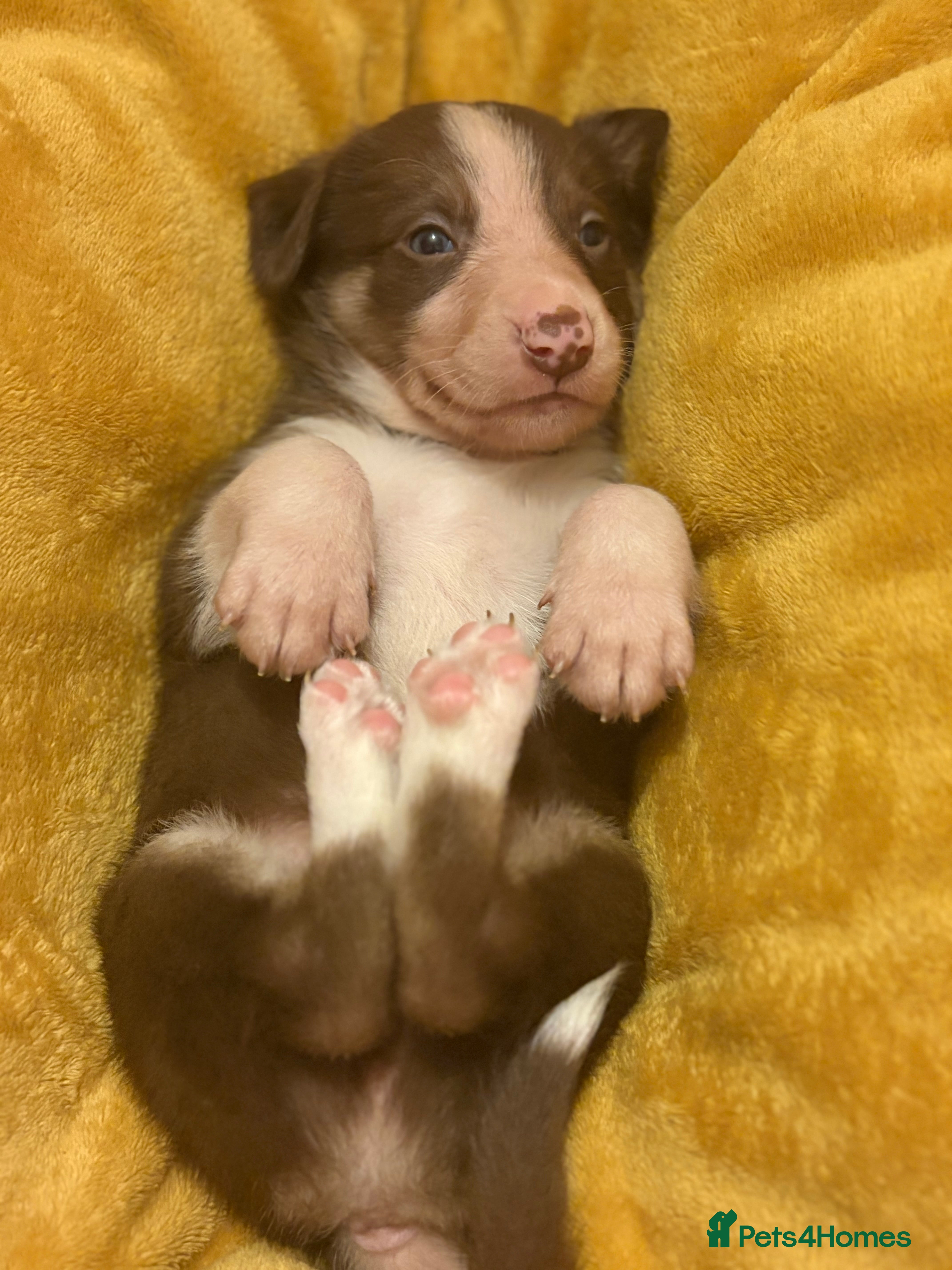 Border Collie dogs Border collie puppies for active homes  - Advert 12