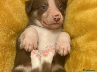 Border Collie dogs Ready to leave, health checked border collies - Advert 3