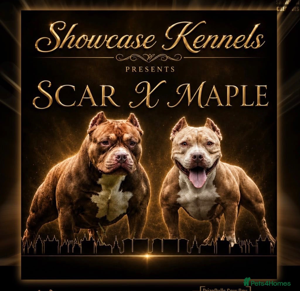 American Bully dogs American bull , pocket class  - Advert 3