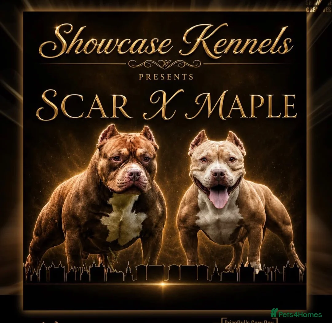 American Bully dogs for sale: American bull , pocket class  in Telford - Advert 1