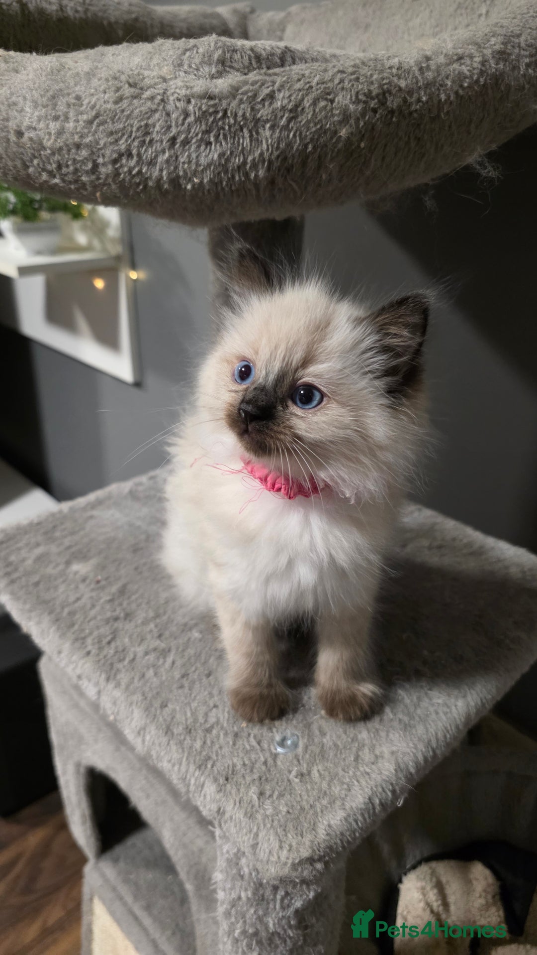 Ragdoll cats for sale: Adorable Ragdoll Kittens  - Advert 11