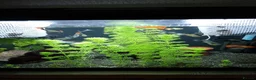 Live Bearers fish for sale: Quality Guppies, Platys, Swords, Mollies, Corys - Advert 4