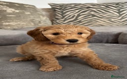Cockapoo dogs for sale: ONLY 4 BEAUTY’S LEFT 🐶🐶🐶🐶 - Image 9