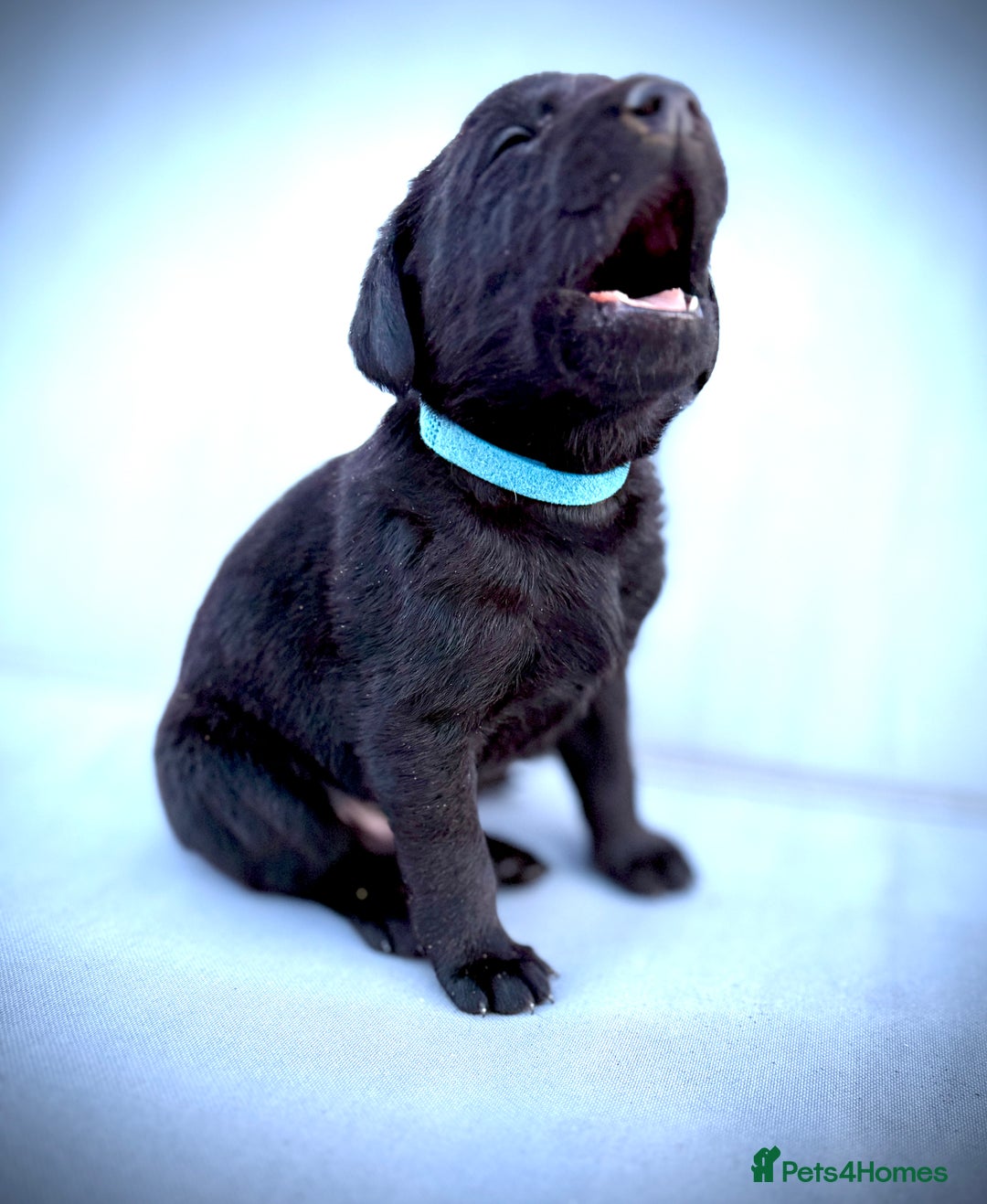 Labrador Retriever dogs for sale: ✨Gorgeous Labrador Puppies Ready for New Homes! ✨ - Image 17