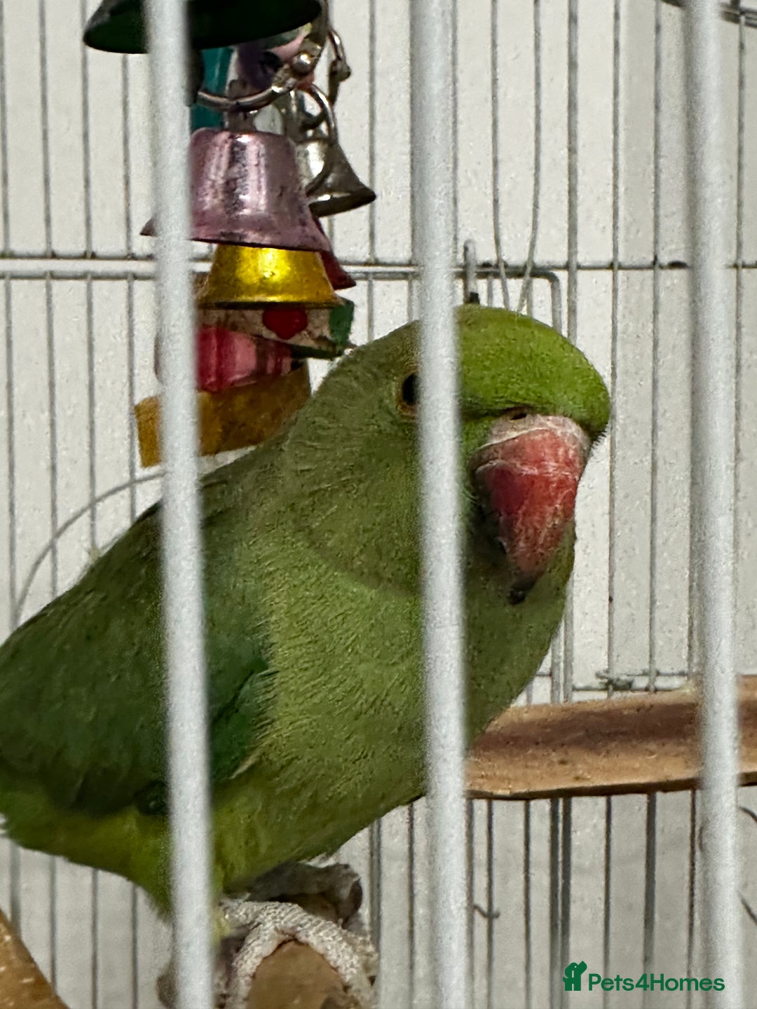 Parakeets birds for sale: Indian rose ringed parakeet - Advert 3