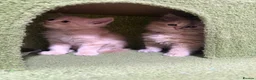 Maine Coon cats for sale: Maincoon kittens 🐱  - Advert 8