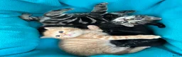 Scottish Fold cats for sale: Scottish Fold Black Girl  - Advert 17