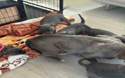 Staffordshire Bull Terrier dogs for sale: KC staff puppy for sale ready to go - Image 6