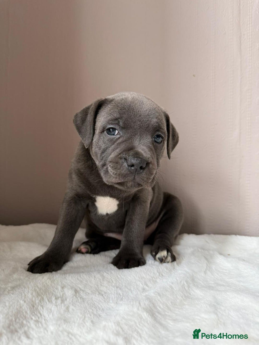 Staffordshire Bull Terrier dogs for sale: BLUEDOGCITY PHARON AT BULLSCAFF X WEDNESDAY ADDAMS - Image 22