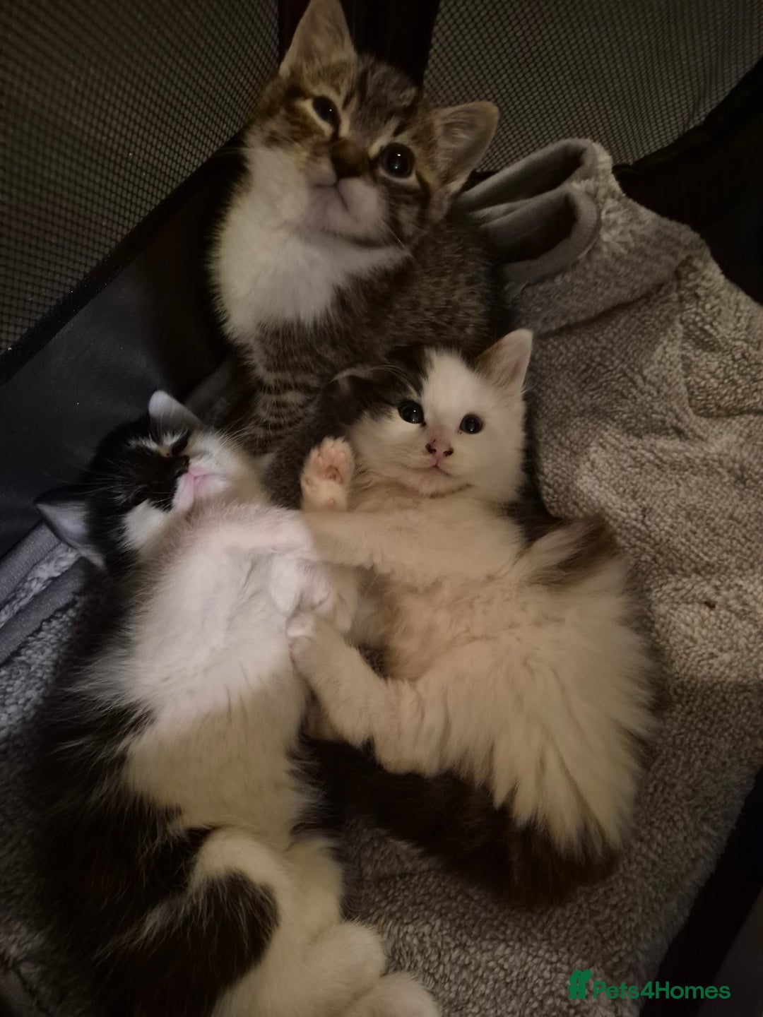 Mixed Breed cats for sale: XxX Gorgeous calico mixedbreed kittens 2 left ♥️  - Advert 24