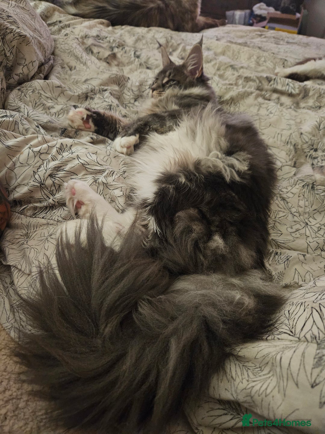 Maine Coon cats for sale: Stunning quality silver Tica Mainecoon kittens  - Advert 31