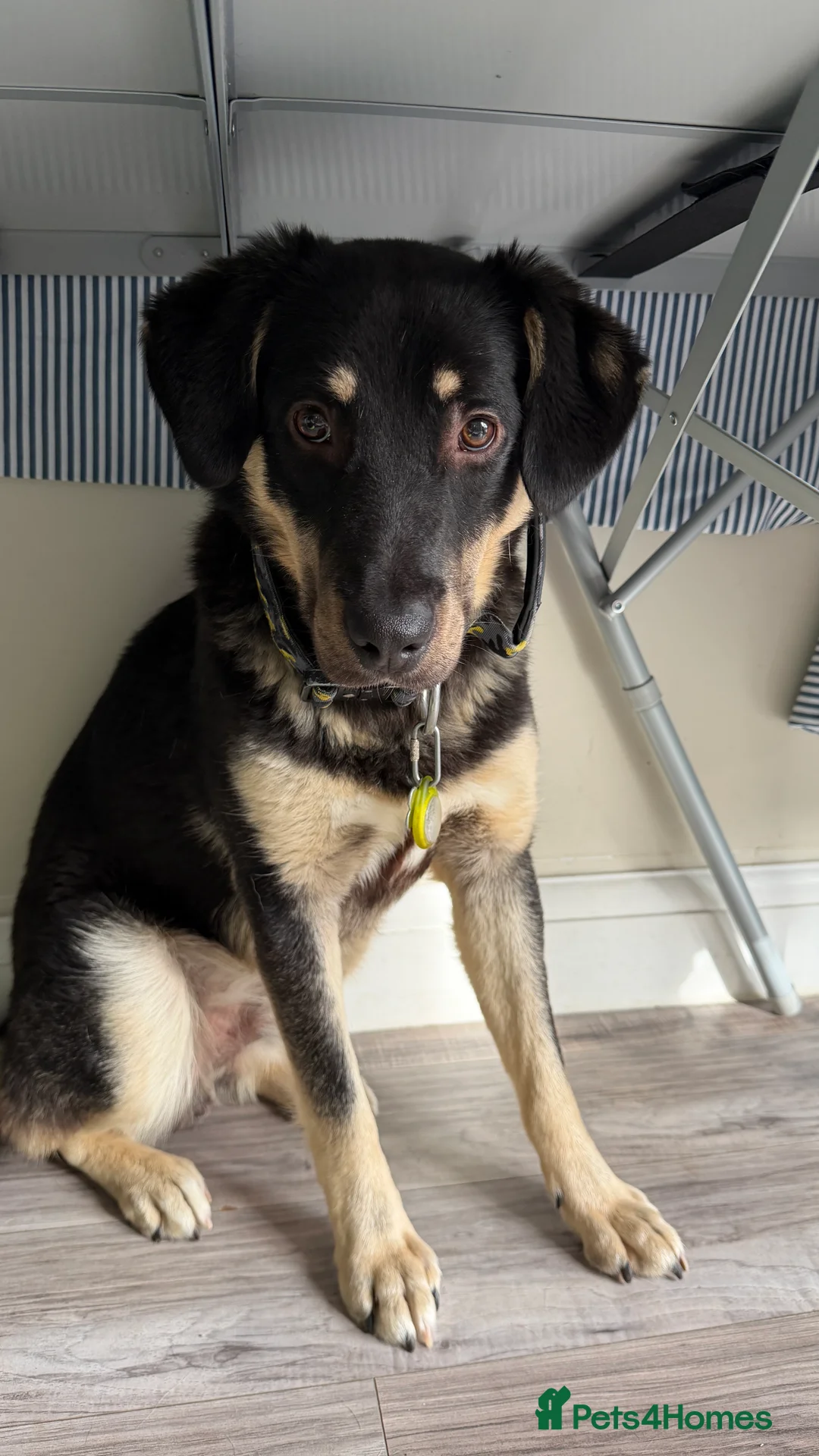 Mixed Breed dogs for adoption: Sweet Scout 💙 Gentle Boy, Loves Dogs!  - Advert 11