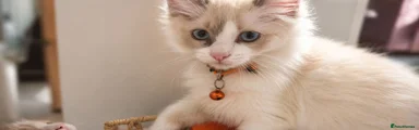 Ragdoll 6