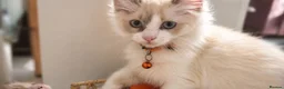 Ragdoll cats for sale: Child Friendly Ragdoll and Ragdoll Cross Kittens  - Advert 4