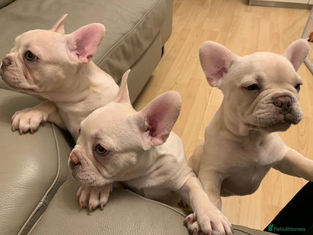 French Bulldog dogs for sale: 5 beautiful French bulldog puppies  - Advert 4