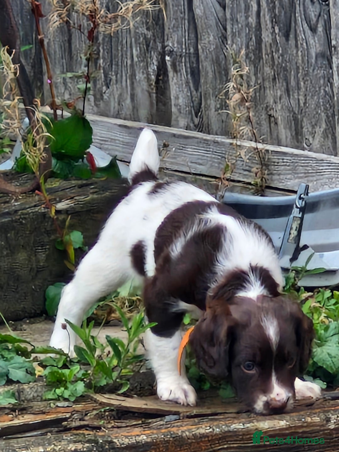 English Springer Spaniel dogs for sale: KC registered English Springer Spaniel - Image 15