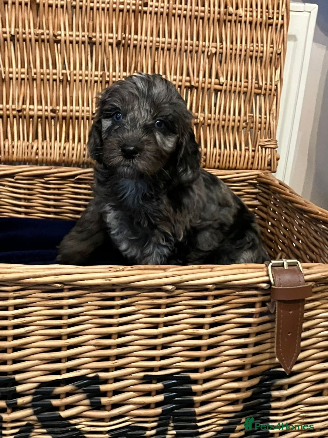 Cockapoo dogs for sale: Beautiful Rare Colour Cockapoo  - Image 9