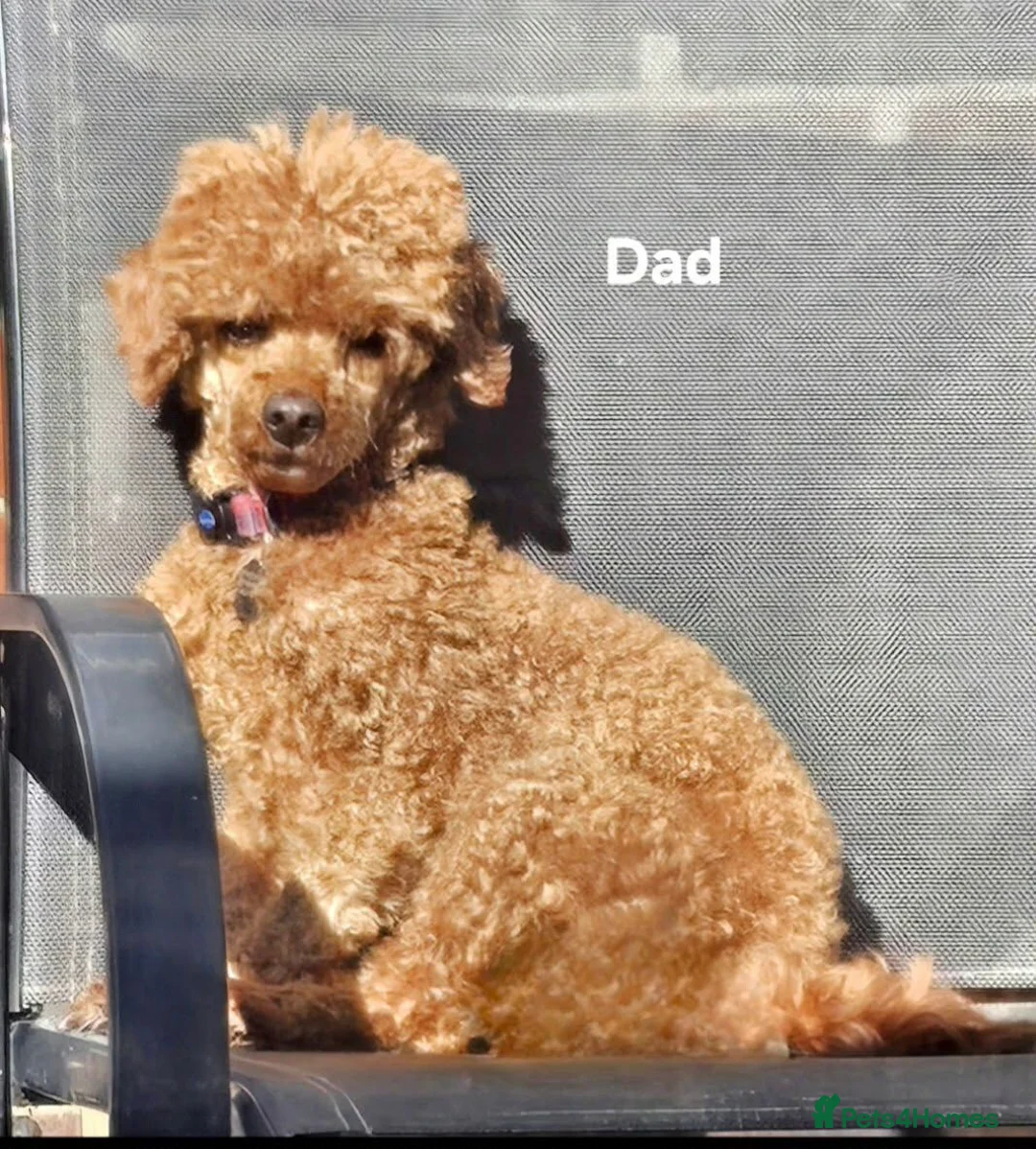 Cockapoo dogs for sale: Gorgeous Litter of Cockerpoo Puppies - 6 AVAILABLE - Advert 17