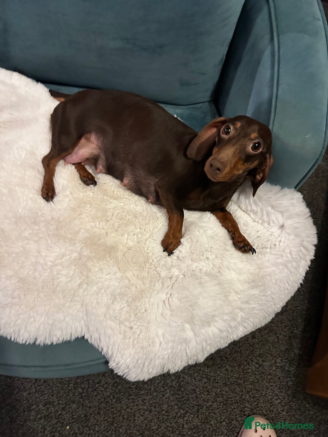 Mixed Breed dogs for sale: Dameranian Fluffballs  - Advert 4