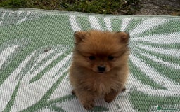 Pomeranian dogs for sale: Pomeranian  - Image 2
