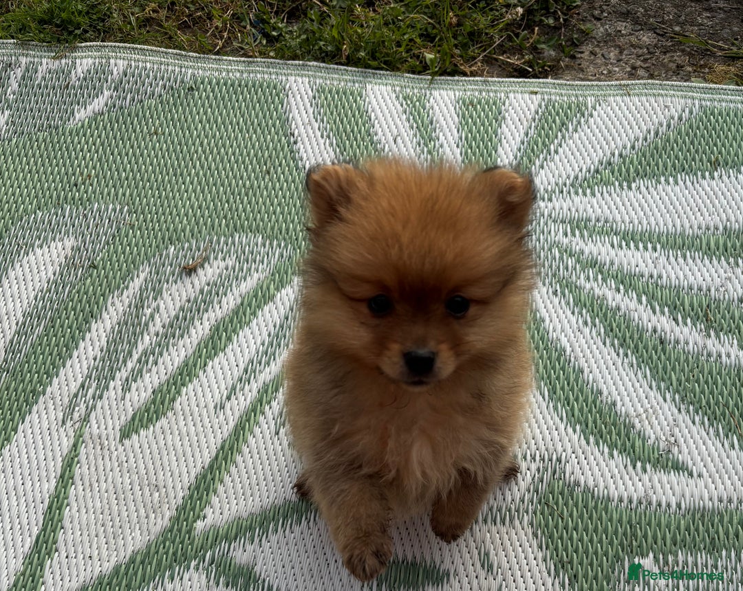 Pomeranian dogs for sale: Pomeranian  - Image 2