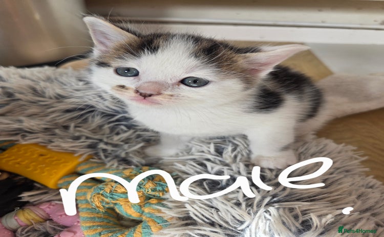 Mixed Breed cats - Advert 6