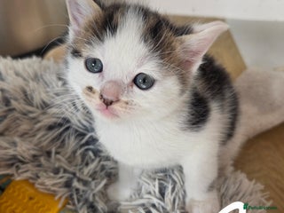 Mixed Breed cats - Advert 25