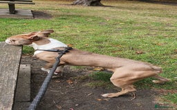 Boston Terrier dogs for stud: Beautiful boston for stud in Manchester - Image 11