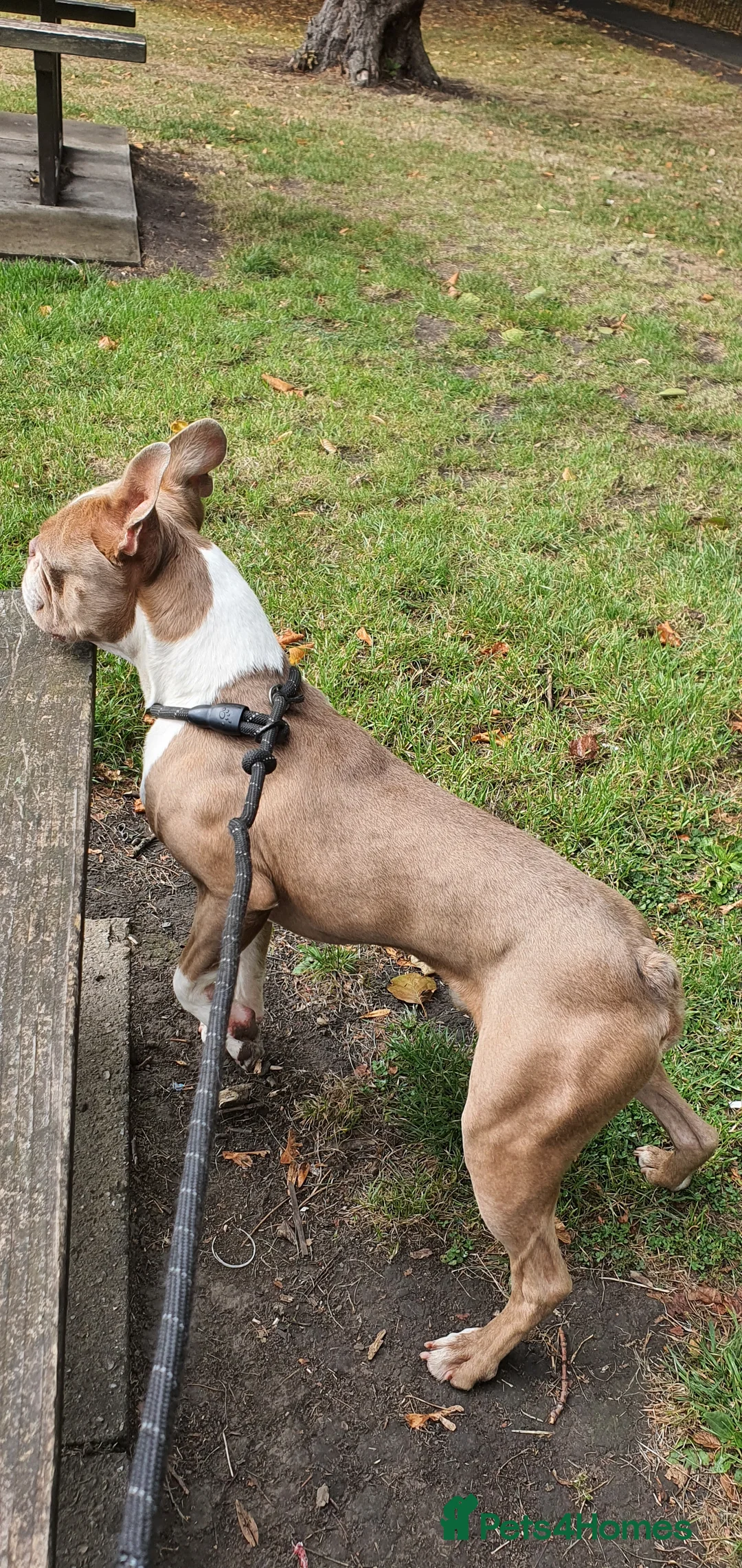 Boston Terrier dogs for stud: Beautiful boston for stud in Manchester - Advert 11