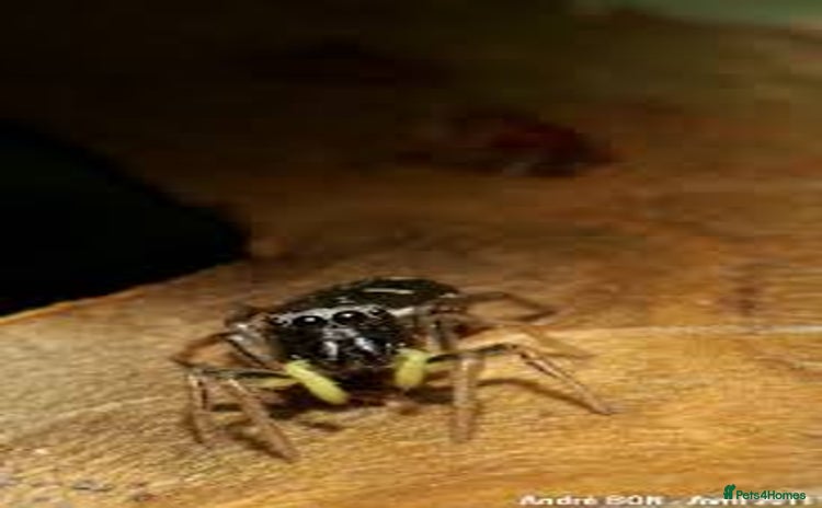 Spiders invertebrates - Advert 1