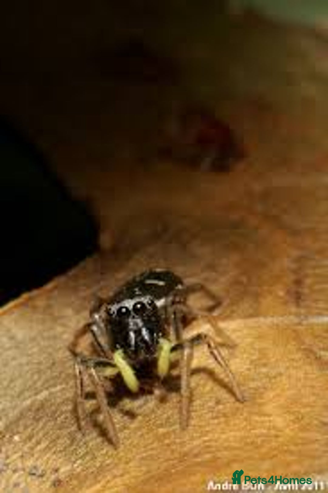 Spiders invertebrates for sale: A Heliophanus Cupreas - Image 1