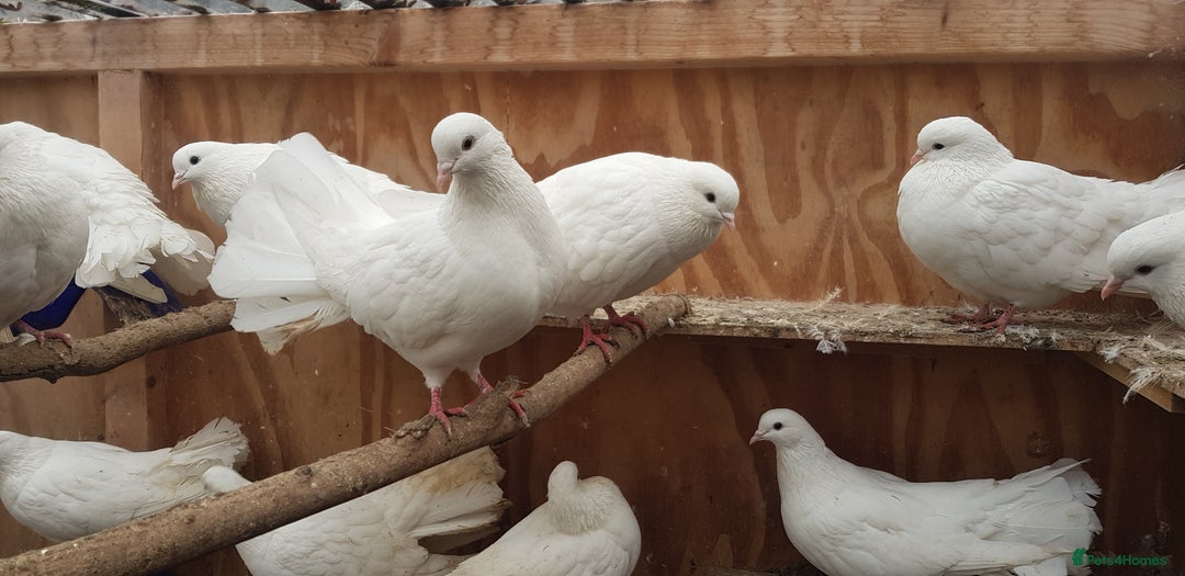 Pigeons birds for sale: Fantails and Iranian pigeons  - Advert 2