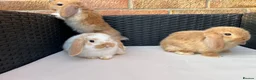 Mini Lop rabbits for sale: Pure bred mini lops  in Haverhill - Advert 12