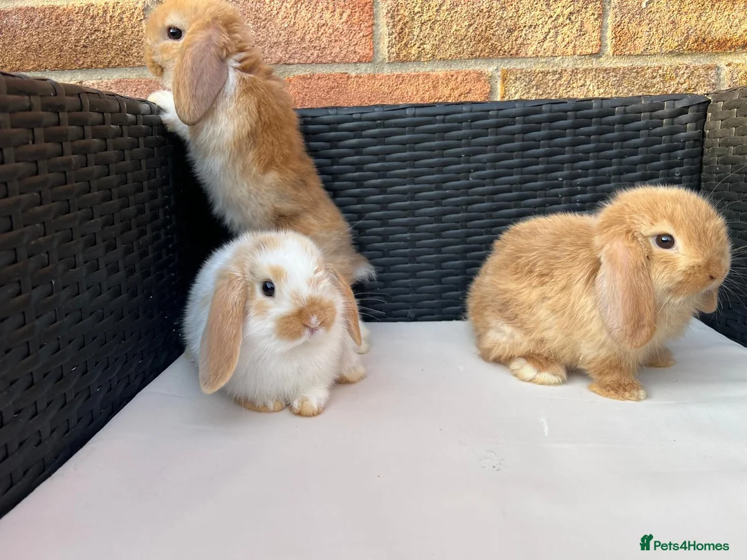 Mini Lop rabbits for sale: Pure bred mini lops  in Haverhill - Advert 12