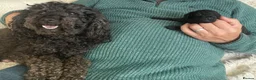 Toy Poodle dogs for sale: Toy Poodle Puppies  - Advert 6