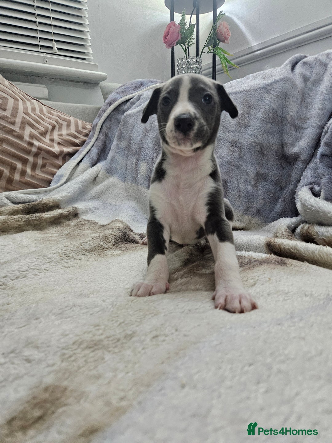 Whippet dogs for sale: KENNEL CLUB WHIPPETS  - Advert 37