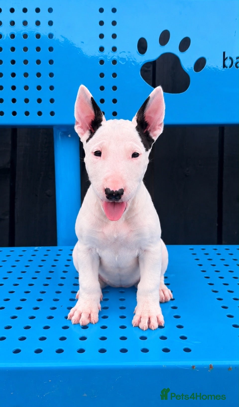 Bull Terrier dogs Stunning English bull terrier puppies for sale  - Advert 1