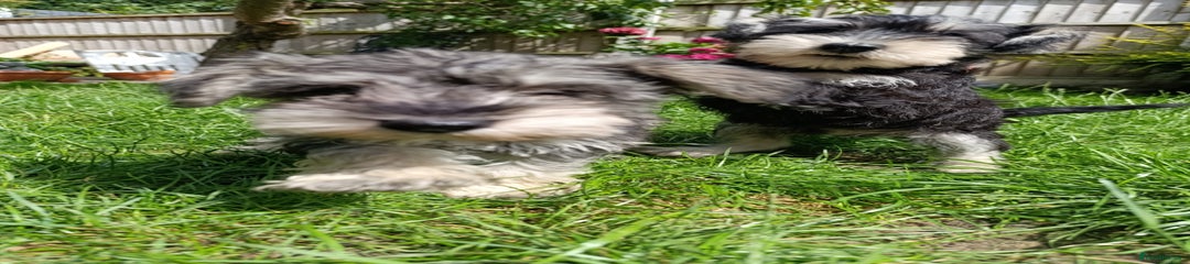 Miniature Schnauzer Puppy 2