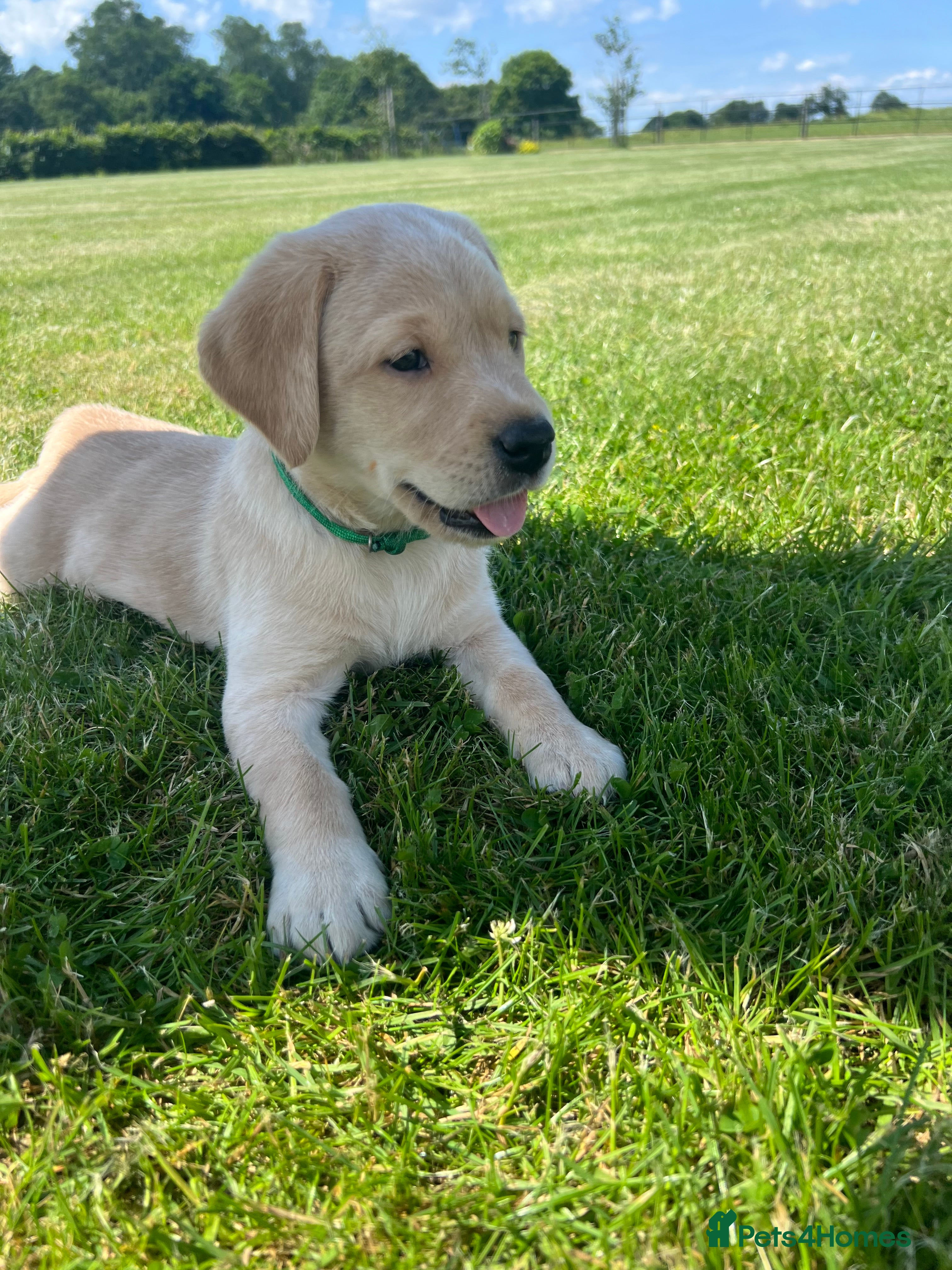 Labrador Retriever dogs Stunning KC Registered Champion line Puppies  - Advert 2