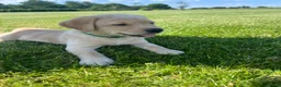 Labrador Retriever dogs for sale: Stunning KC Registered Champion line Puppies  - Advert 24