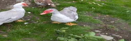 Ducks poultry for sale: Pair of muscovy ducks. - Advert 2