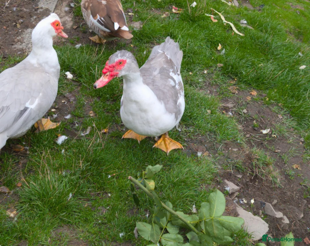 Ducks poultry for sale: Pair of muscovy ducks. - Advert 2