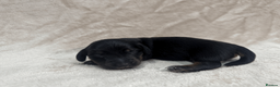 Miniature Dachshund dogs for sale: KC REG Smooth Hair Miniature Dachshund Puppies - Advert 8