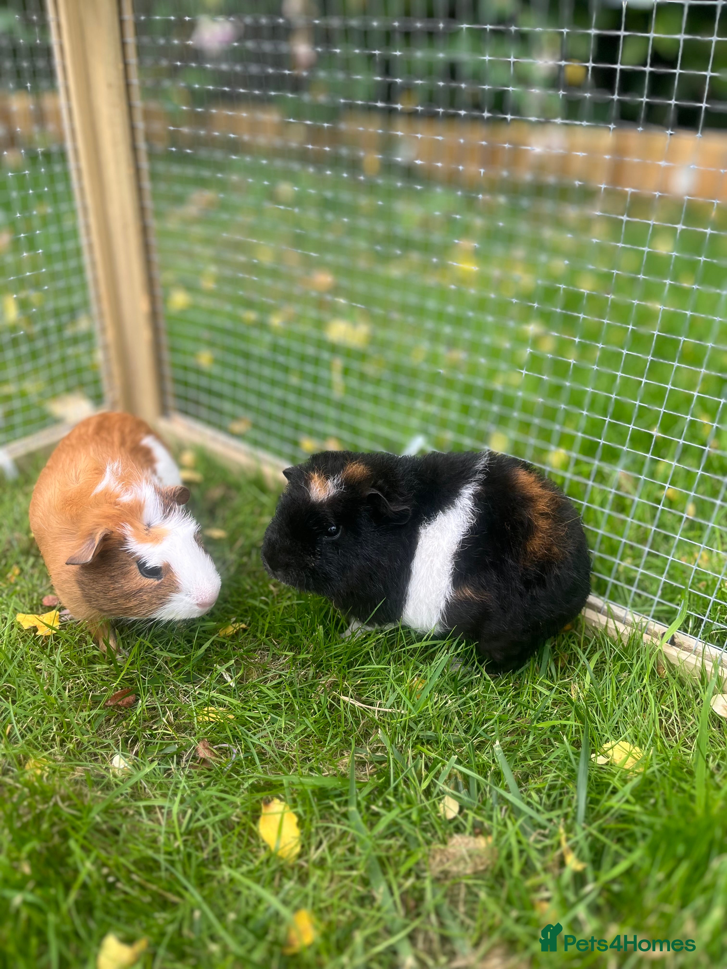 Guinea Pig rodents Two friendly male Guinea Pigs in Saint Leonards-on-sea - Advert 1
