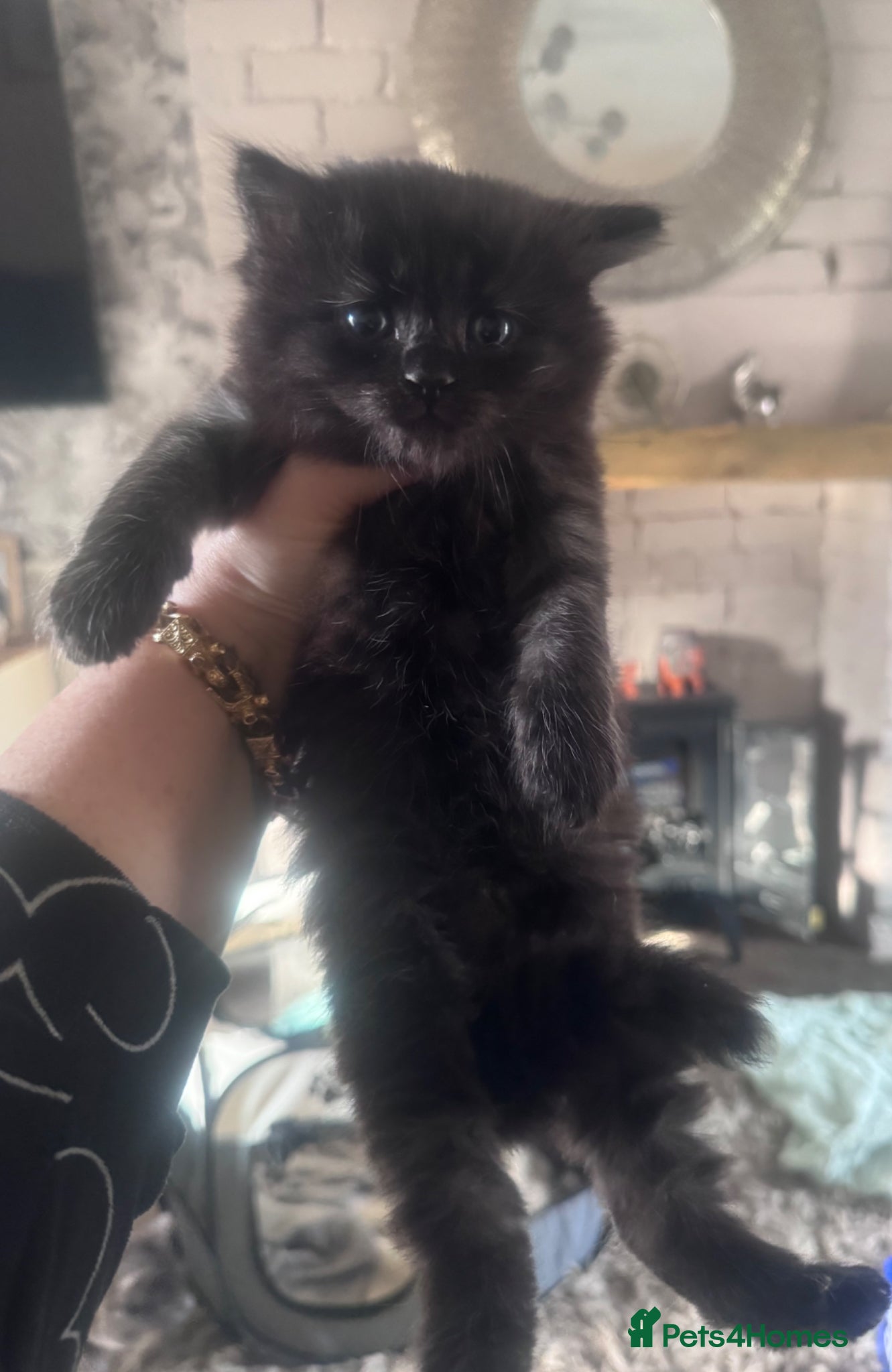 Mixed Breed cats 💎Persian X Maincoon X Nebelung💎 - Advert 2
