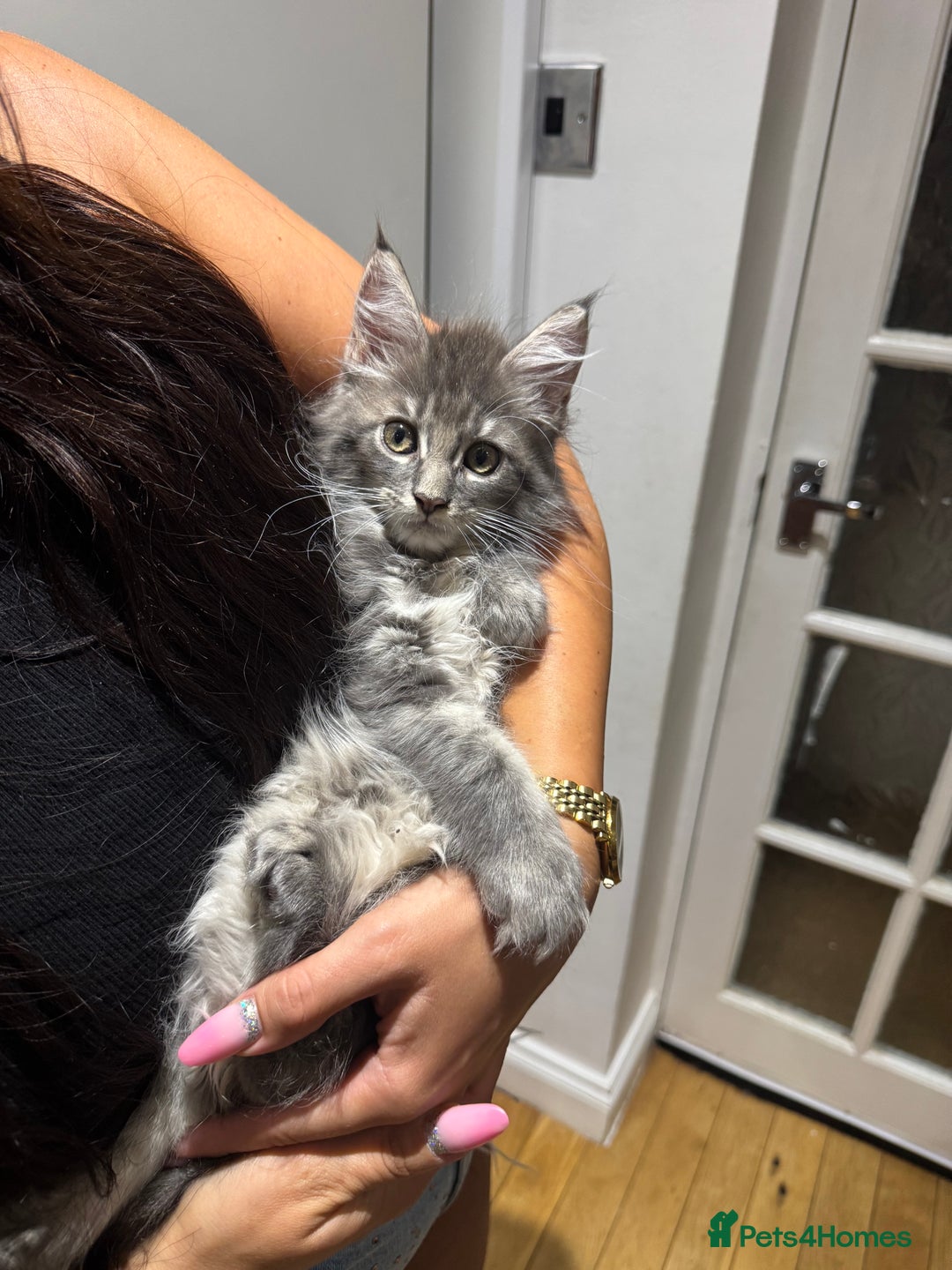 Maine Coon cats for sale: XL pure Maine coon kittens 💖 in Wellingborough - Image 14