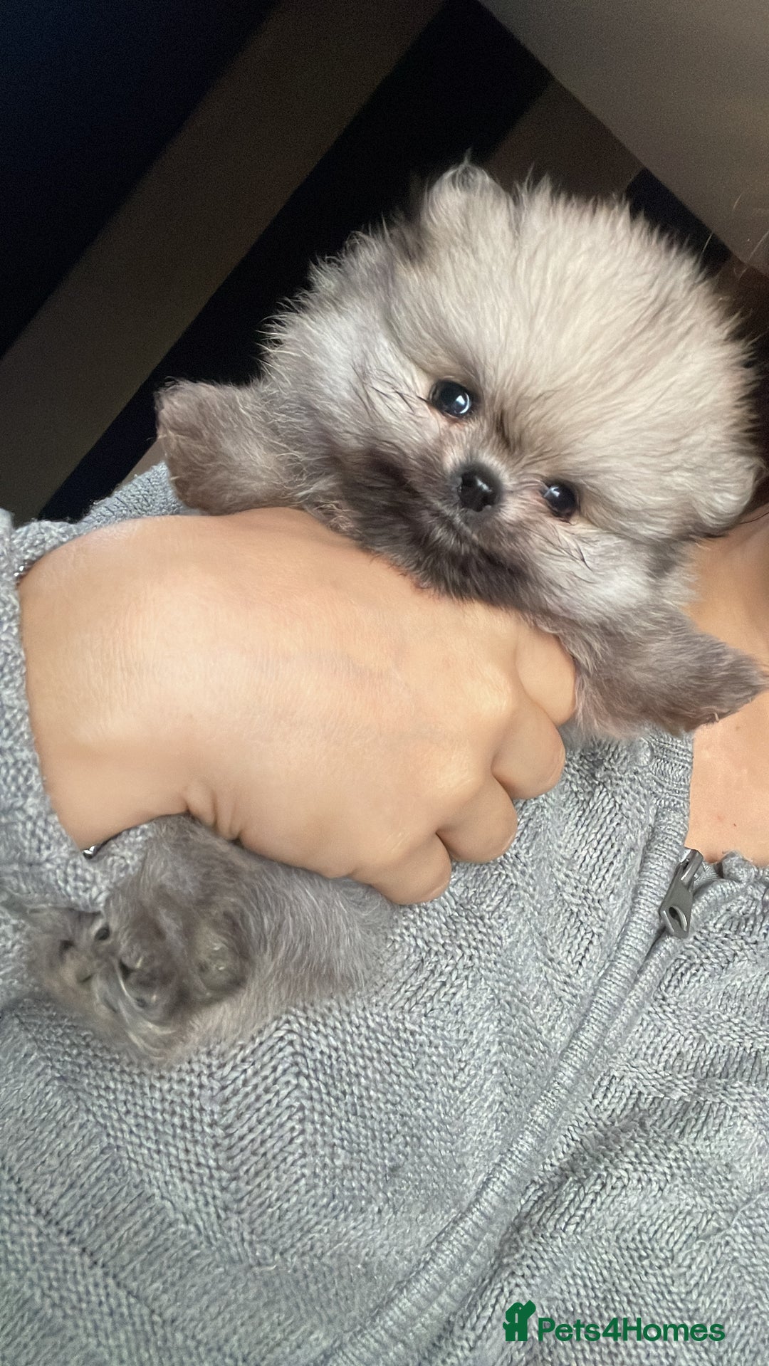 Pomeranian dogs for sale: RARE colour CHAMPION line Pomeranian puppy Pup - Advert 1